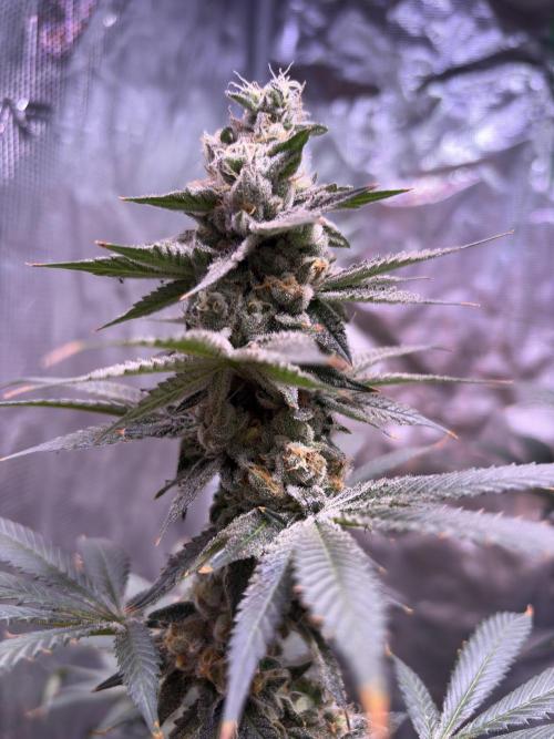 Do-si-dos Rqs. Week 12