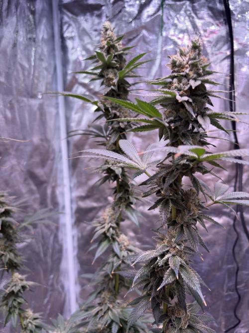 Do-si-dos Rqs. Week 12