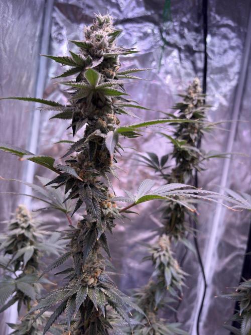 Do-si-dos Rqs. Week 12