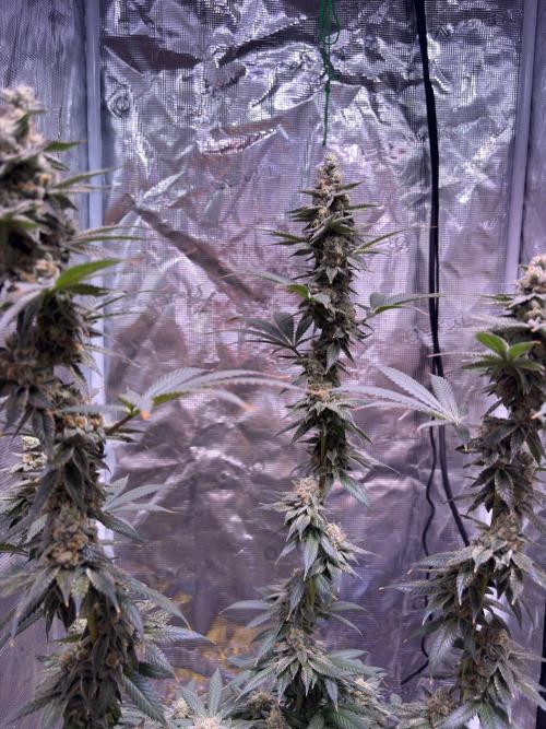 Do-si-dos Rqs. Week 12