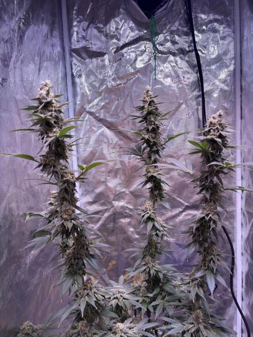 Do-si-dos Rqs. Week 12