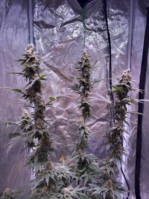 Do-si-dos Rqs. Week 12