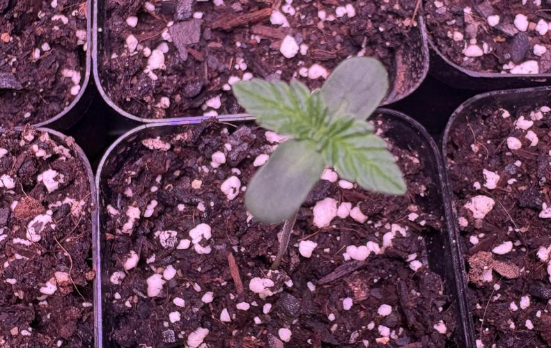 Phovivis OptiGrowx240 TropicanacookiesFF. Week 1
