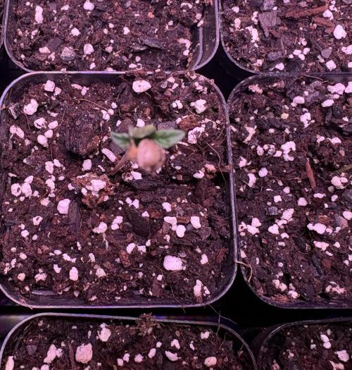 Purple Oreoz F1 Feminised. Week 1
