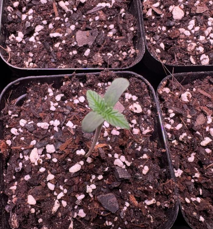 Grease monkey. Week 1