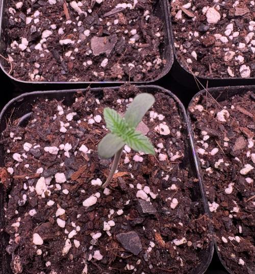 Grease Monkey. Week 1