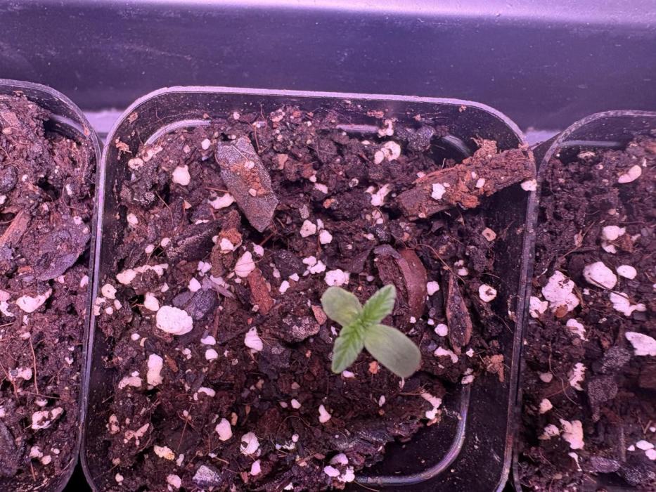 Biscotti lime. Week 1