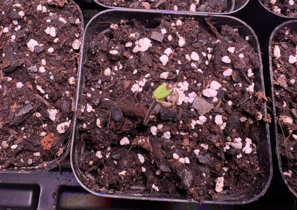 White truffle. Week 1