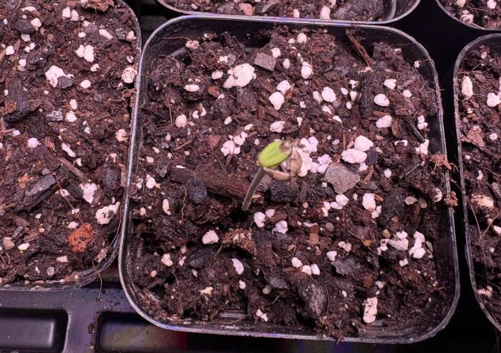 White Truffle . Week 1