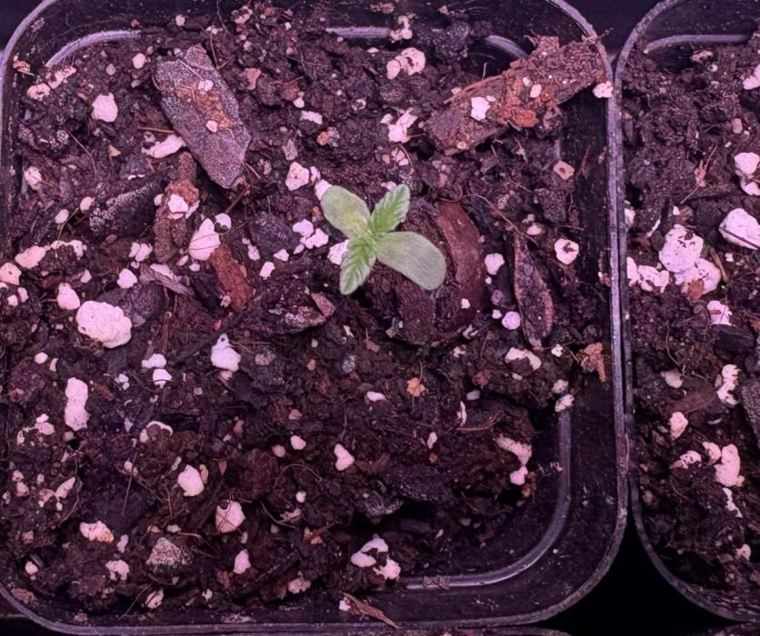 Tropicana cookies purple. Week 1