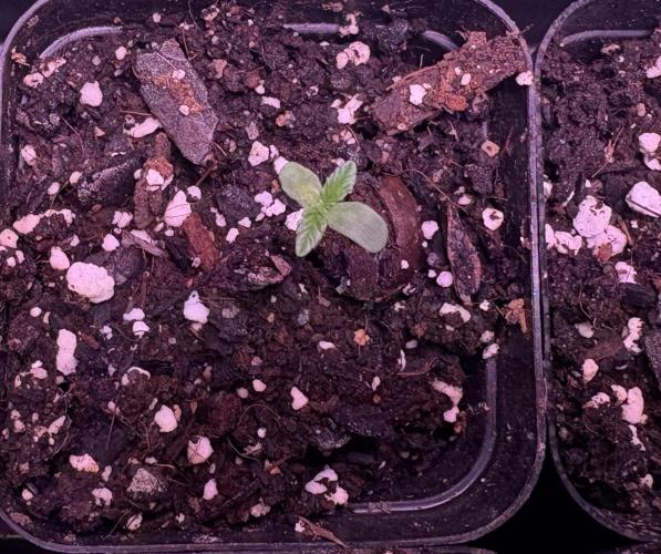 Dynamite Diesel. Week 1