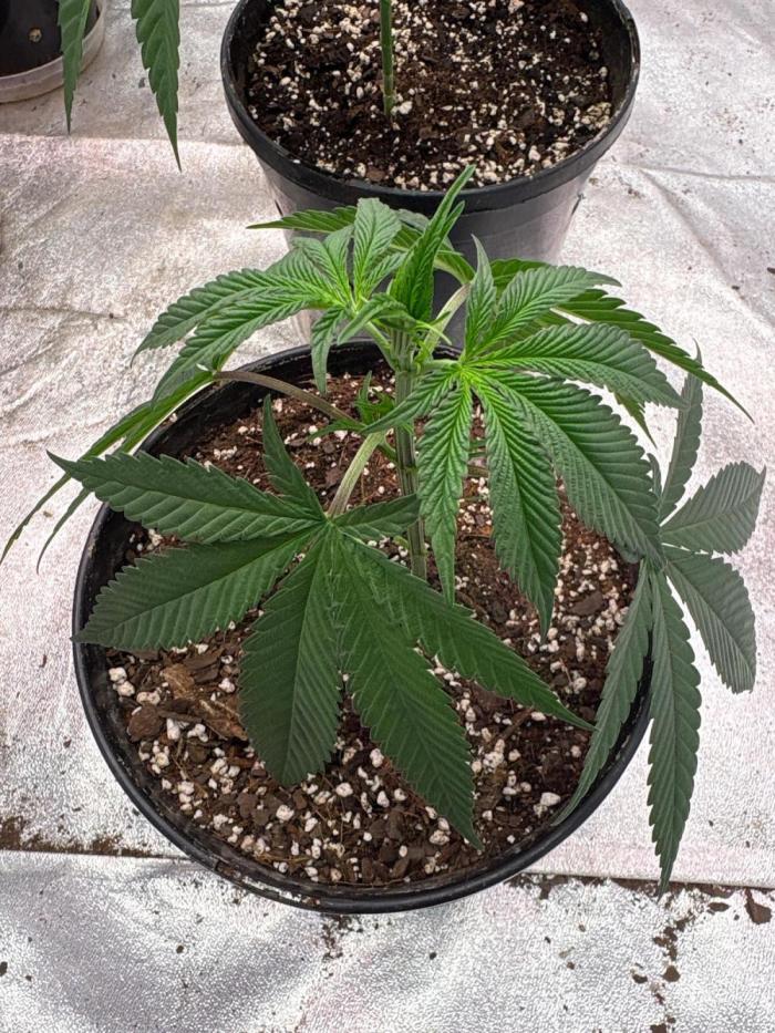 Legendary OG punch. Week 5