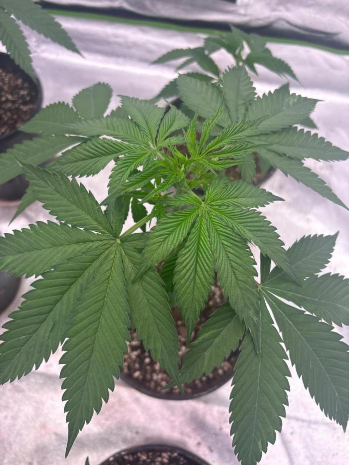 Dynamite diesel. Week 5