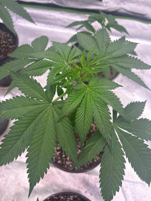 Dynamite Diesel. Week 5