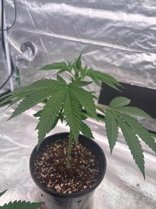 Tropicana Cookies Purple. Week 5