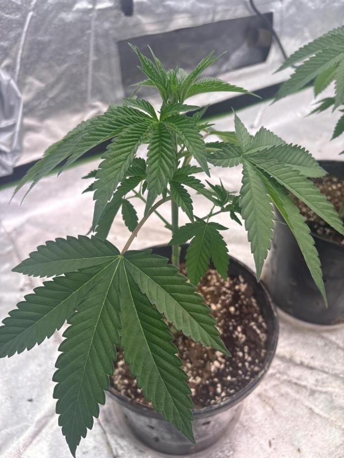 White truffle. Week 5