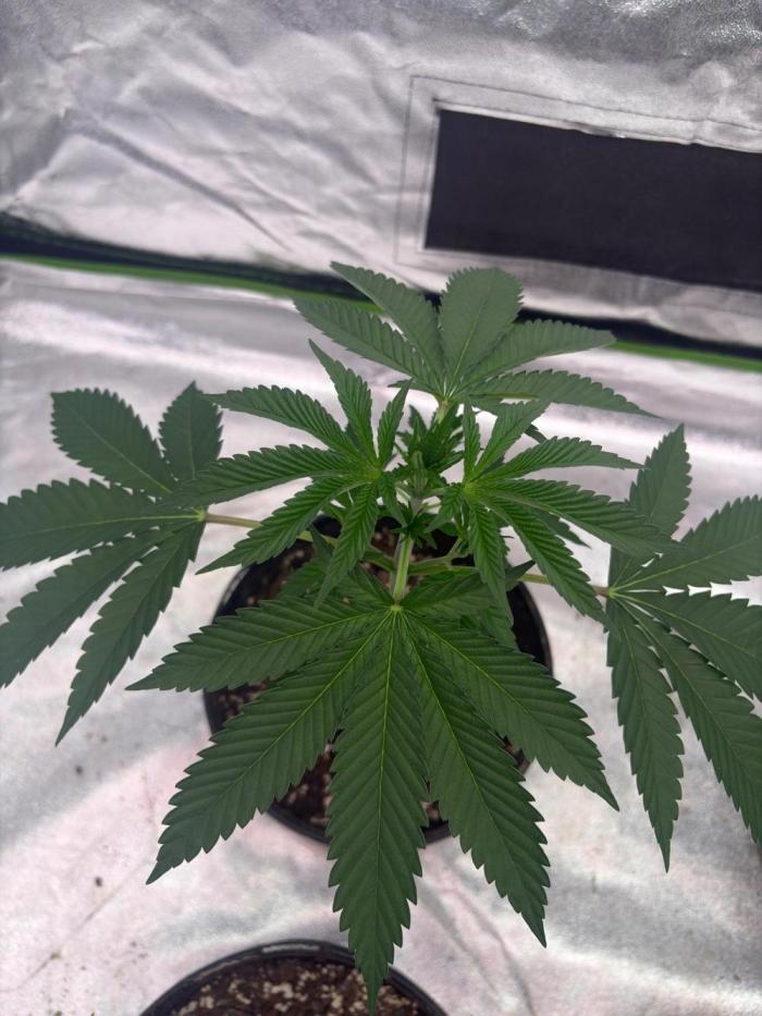 Biscotti lime. Week 5