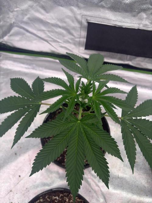 Biscotti Lime. Week 5