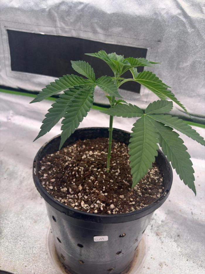 M.a.c Muffin. Week 5