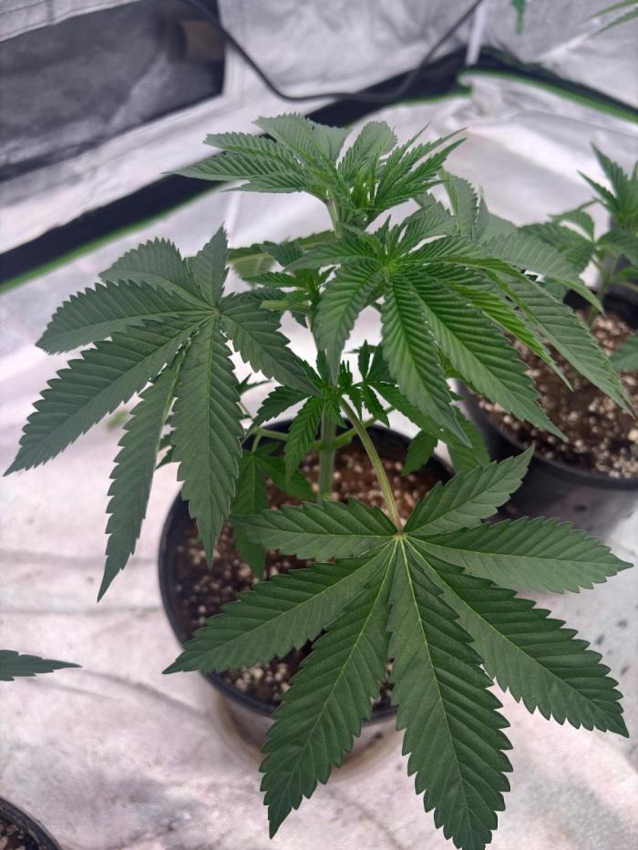Grease monkey. Week 5