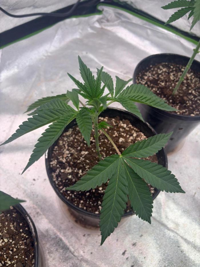 Purple oreoz F1. Week 5