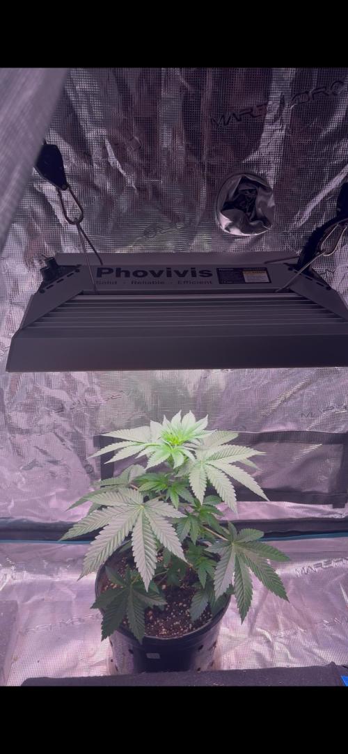 Phovivis OptiGrowx240 TropicanacookiesFF. Week 5