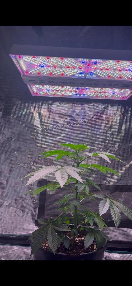 Phovivis OptiGrowx240 TropicanacookiesFF. Week 5