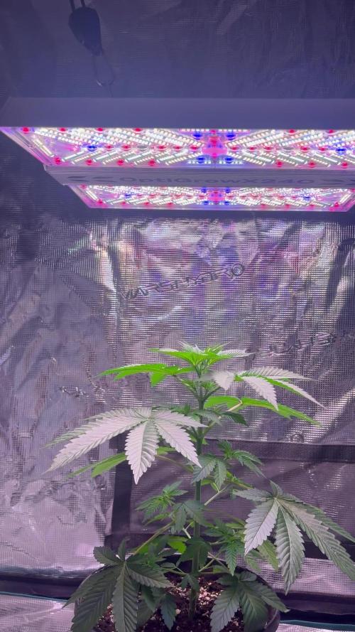 Phovivis OptiGrowx240 TropicanacookiesFF
