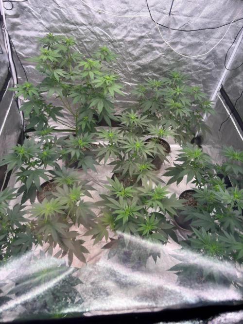 Purple Oreoz F1. Week 31