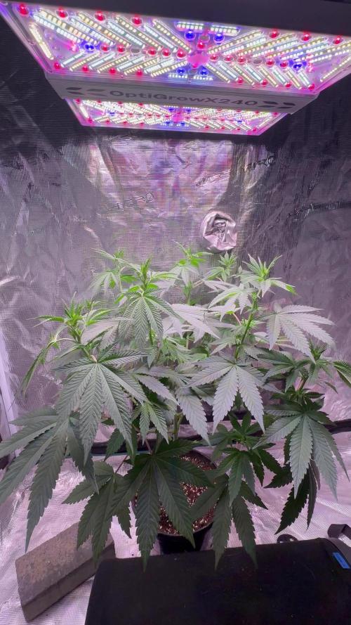 Phovivis OptiGrowx240 TropicanacookiesFF