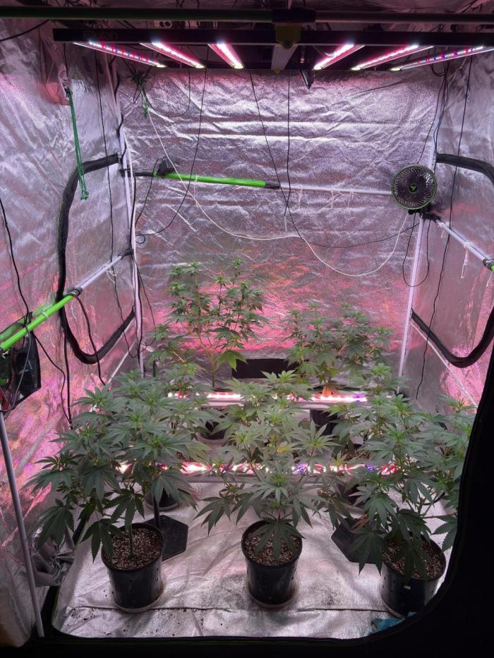 M.a.c Muffin. Week 2