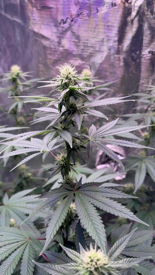 Phovivis OptiGrowx240 TropicanacookiesFF