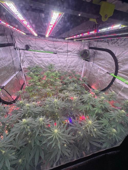Biscotti Lime. Week 3