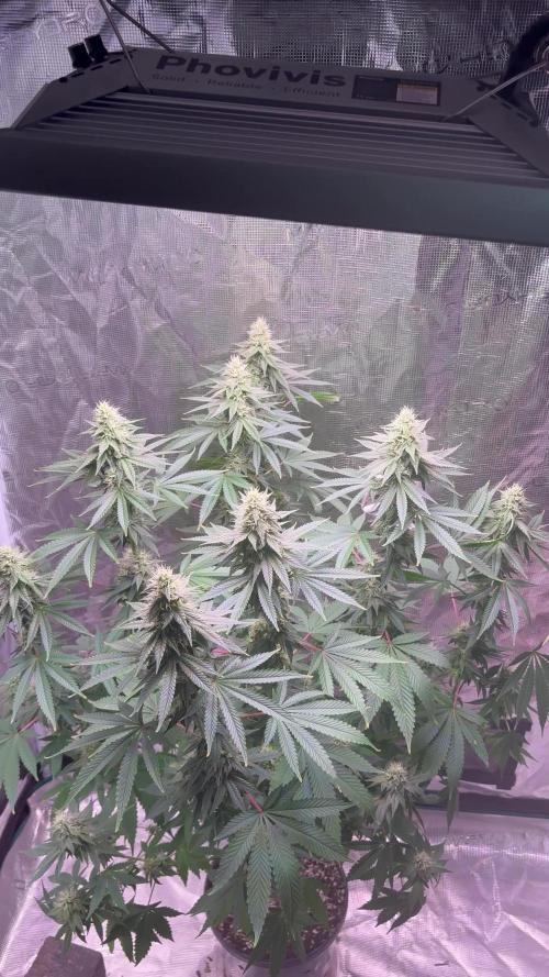 Phovivis OptiGrowx240 TropicanacookiesFF