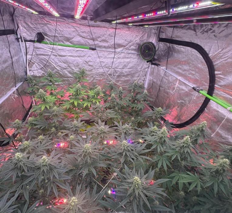 M.a.c Muffin. Week 4