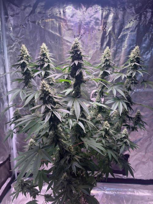 Phovivis OptiGrowx240 TropicanacookiesFF. Week 4