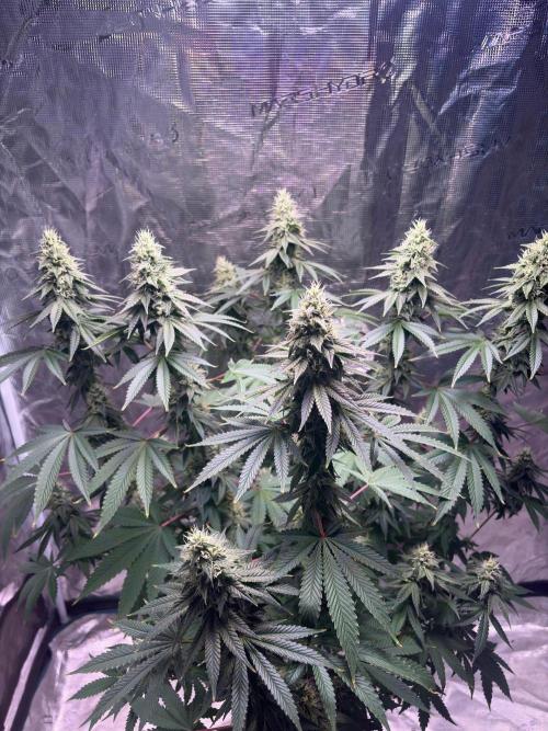 Phovivis OptiGrowx240 TropicanacookiesFF. Week 4
