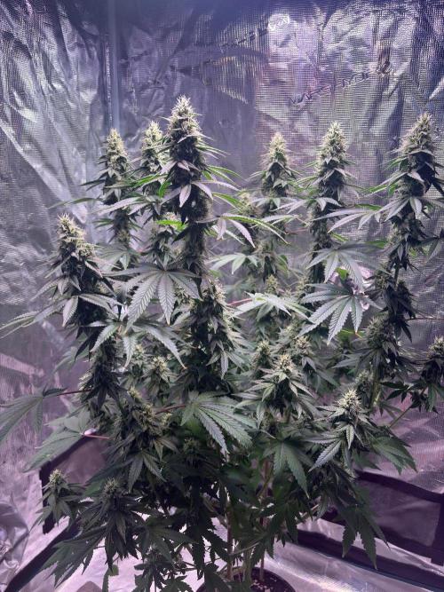 Phovivis OptiGrowx240 TropicanacookiesFF. Week 4