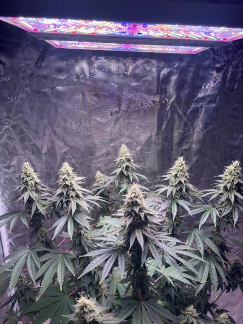 Phovivis OptiGrowx240 TropicanacookiesFF. Week 4