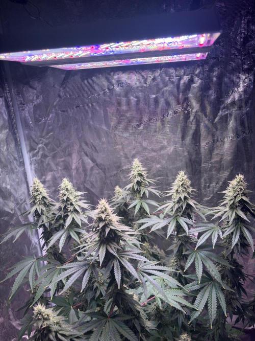 Phovivis OptiGrowx240 TropicanacookiesFF. Week 4