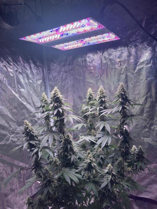Phovivis OptiGrowx240 TropicanacookiesFF. Week 4