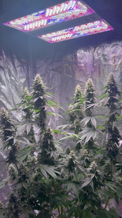 Phovivis OptiGrowx240 TropicanacookiesFF