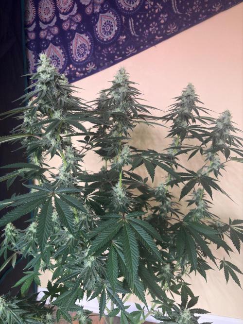Dynamite diesel. Week 6
