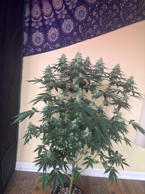 Dynamite diesel. Week 6