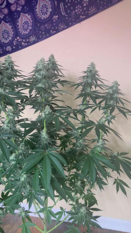 Dynamite diesel