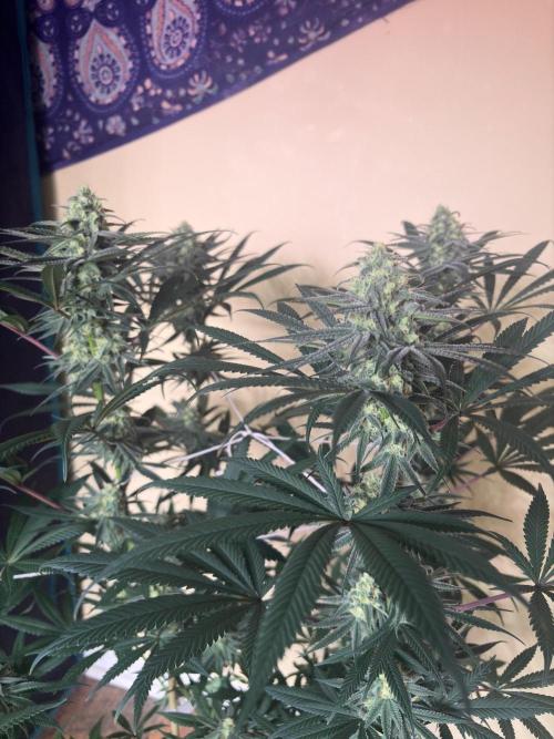 Legendary OG punch. Week 6