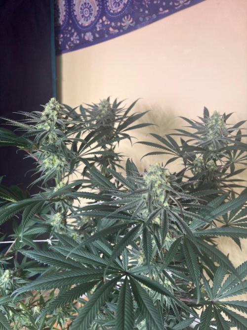 Legendary OG punch. Week 6