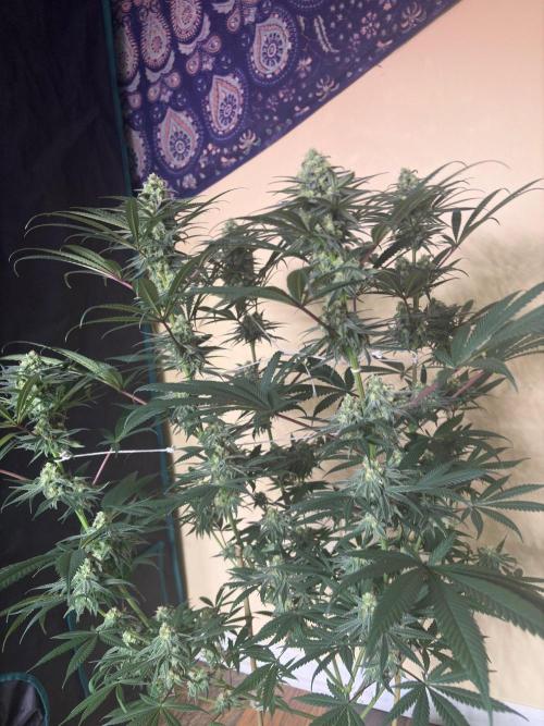 Legendary OG punch. Week 6
