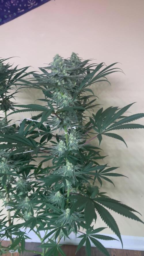 Legendary OG punch