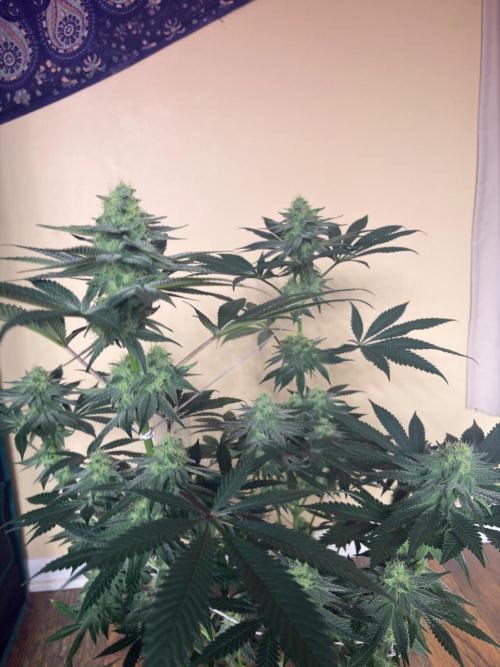 Grease monkey. Week 6